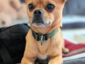 Lino in 56729 Bermel sucht sein Für-immer-Zuhause