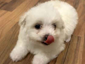 Maltese Mini Puppy