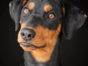 Zora in 92431 Neunburg sucht ihr Für-immer-Zuhause