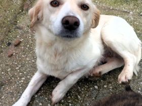 Hündin Mirka / weiblich, kasriert / derzeit in Griechenland / vorgemerkt