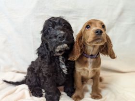 Hübsche Cockapoowelpen (Komplett geimpft)