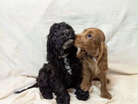 Hübsche Cockapoo/Cockerpoowelpen (Komplett geimpft)