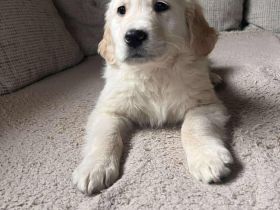 GOLDEN Retriever