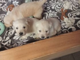 Mini Goldis suchen ein neues Zuhause