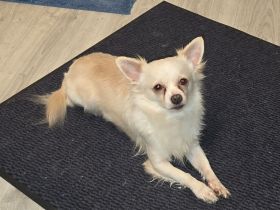 Liebevollen Chihuahua Rüde