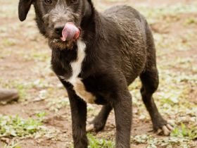 Venom, kleiner Stöpsel sucht liebe Familie