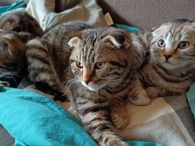 Bengal-/Scottish Fold Mix