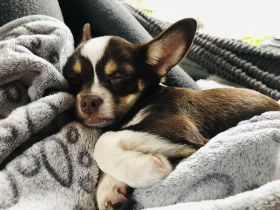 Zuckersüßes Chihuahua Mädchen