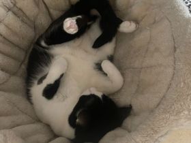 Schmusebär Raton wartet auf ein Für-Immer-Zuhause