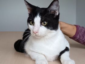 Schmusebär Raton wartet auf ein Für-Immer-Zuhause