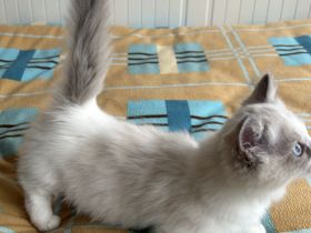 Munchkin kitten