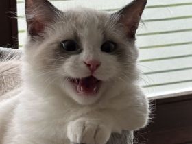 Munchkin Kitten