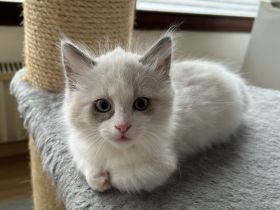 Munchkin kitten mit Stammbaum