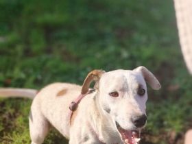 Gipsy, a.d.Tierschutz, sucht Terrier Liebhaber