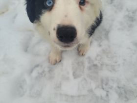 Border Collie Welpe, Rüde, 12 Wochen alt, ein blaues Auge