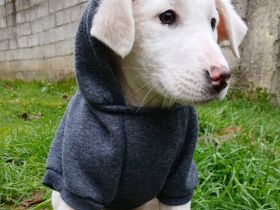 Welpe Nova / weiblich / derzeit noch in Griechenland