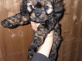 Cavapoo cavalier king charles Spaniel welpen Pudel