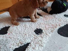 Cocker spaniel Welpen