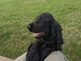 Cocker spaniel