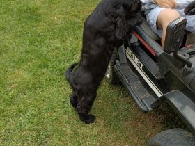 Cocker spaniel welpen