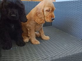 Cocker spaniel welpen