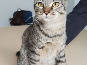 Vitorino hätte soooo gern wieder eine liebe Familie