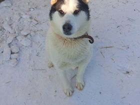 Goldiger Hans: Wo sind meine Menschen?