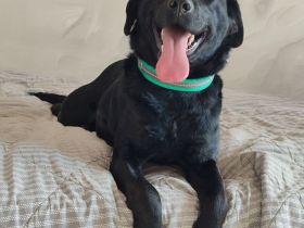 Milka: verschmust und menschenbezogen