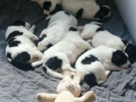 Herdenschutzhund Welpen