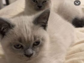 Britisch kurz haar kitten