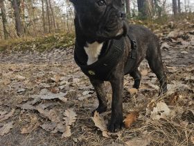 1 Franz.Bulldoggen Welpe