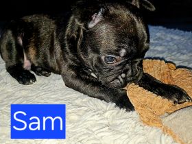 1 Franz.Bulldoggen Welpe