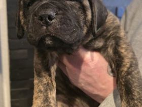 Bordeauxdogge / Bullmastiff Mix Welpen