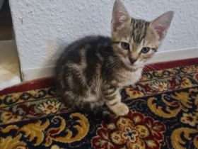 Zwei wunderschöne Katzen suchen ihr neues zu Hause