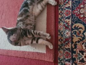 Asma und Milu suchen ihr neues Zuhause