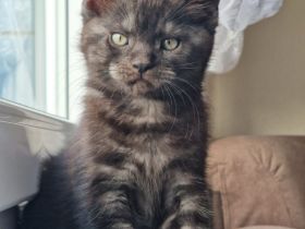 Süßer Maine-Coon-Mix-Kater (Tabby Classic) sucht ein Zuhause!