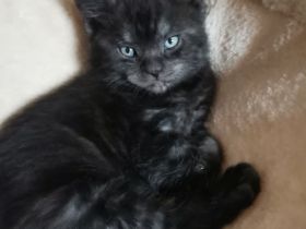 Süße Maine-Coon-Mix Kitten (Tabby Classic) suchen ein Zuhause!