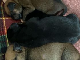 Mops Dackel mischlinge