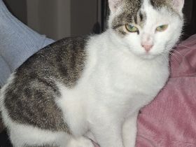 Schmusetiger Leo sucht ein schönes Zuhause!