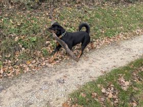 Rottweiler Rüde als reiner Wachhund