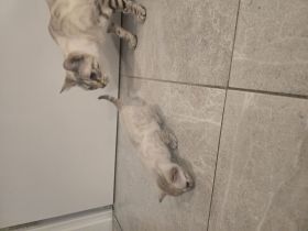 3 süße Bengal Kätzchen suchen ein liebevolles Zuhause