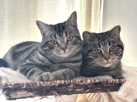 BKH Kitten Silber Tabby Classic( marmor muster, getupft)whiskas muster