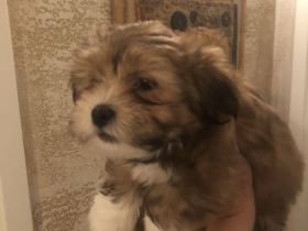 Bichon Malteser- Lhasa Apso