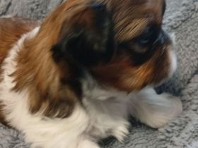Shih Tzu welpen