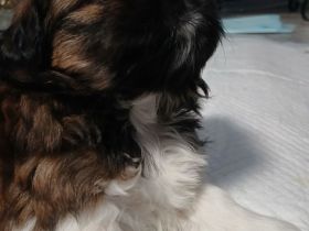 Shih Tzu welpen