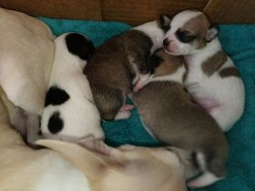 CHIHUAHUA Welpen! Die kleinen sind am 22.2. auf die Welt gekommen!