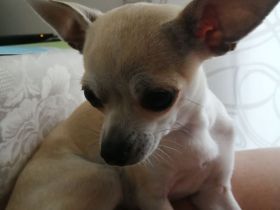 Chihuahua Wurftermin ca. Ende Februar 2026!