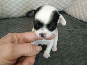 CHIHUAHUA Welpen! Die kleinen sind am 22.2. auf die Welt gekommen!