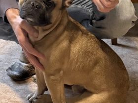 Französische Bulldogge Klausi