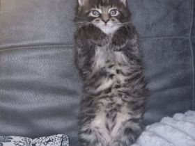 Maine Coon Kitten abzugeben- nur in liebevolle Hände